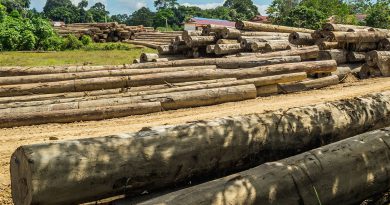 Tropisch hout